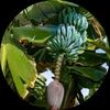 chiquitablujava